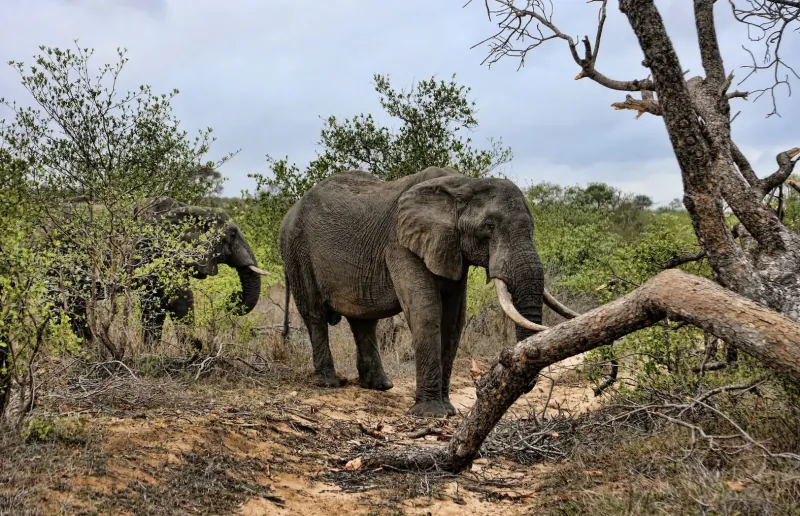 Two African elephants foraging near thorny acacia trees in South African bushveld under cloudy sky