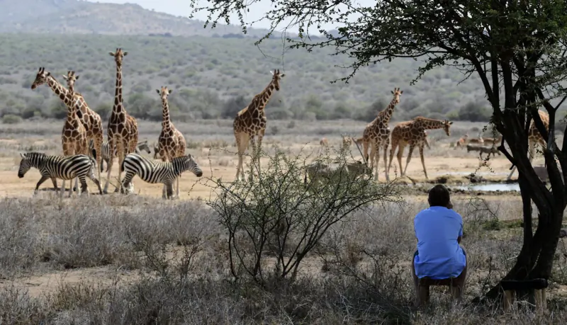 Person in blue sits under acacia tree at Tumaren Camp, watching herd of giraffes and zebras on Kenyan savanna