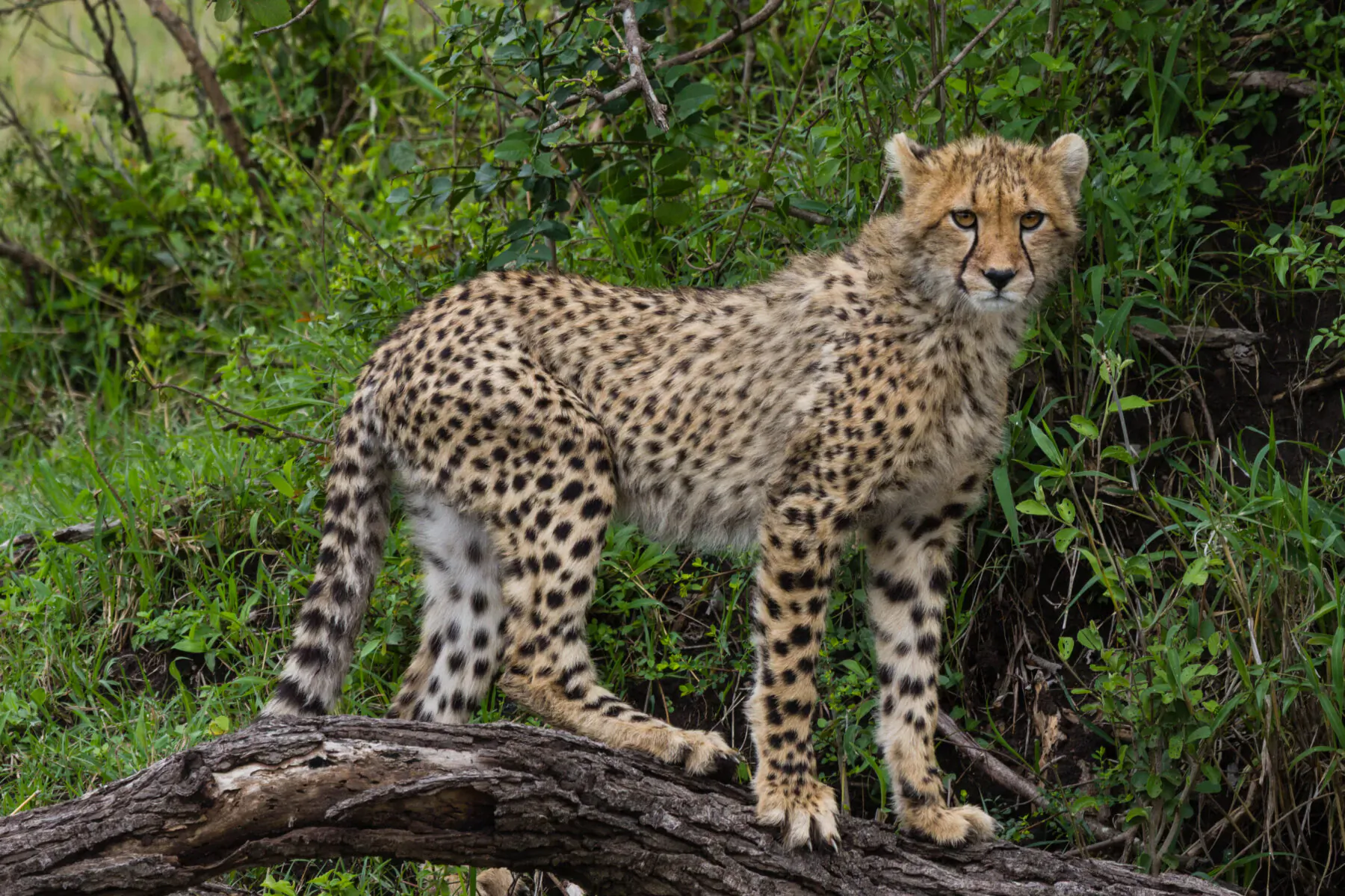 Cheetah standing alert on a log in lush green savanna bush