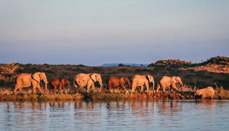 Herd of elephants walking and drinking at a watering hole in Nambiti Hills Game Reserve at sunset