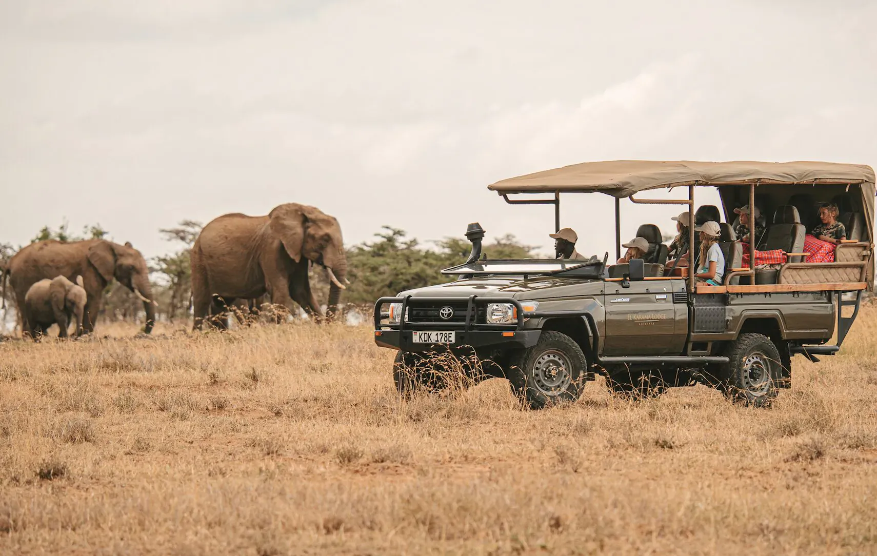 Safari jeep with tourists observing a herd of elephants on grassy savanna under cloudy sky