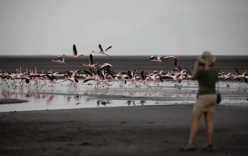 Woman photographer in khaki photographing flock of flamingos on misty lakeshore