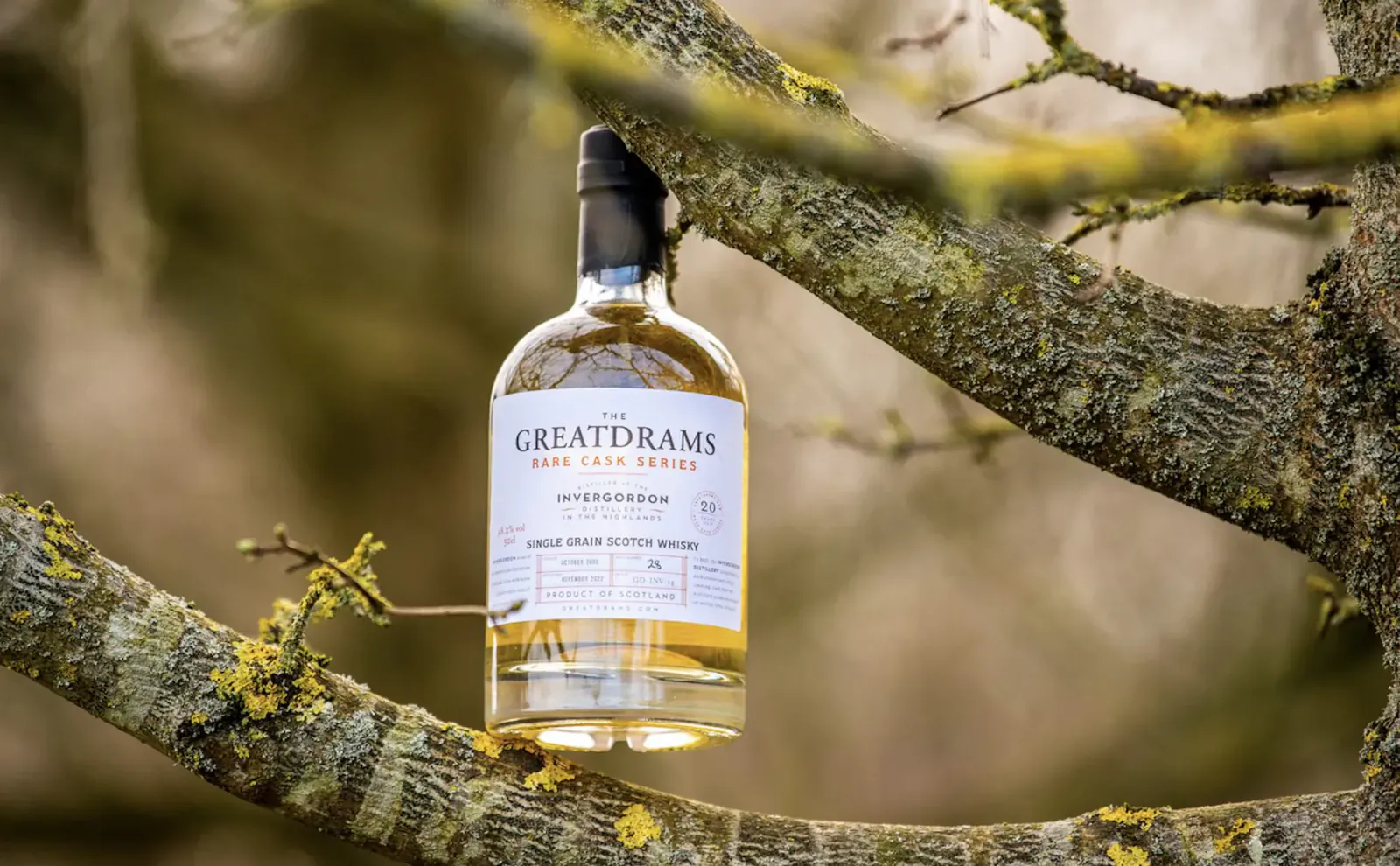 GreatDrams whisky bottle hanging from mossy tree branches outdoors.