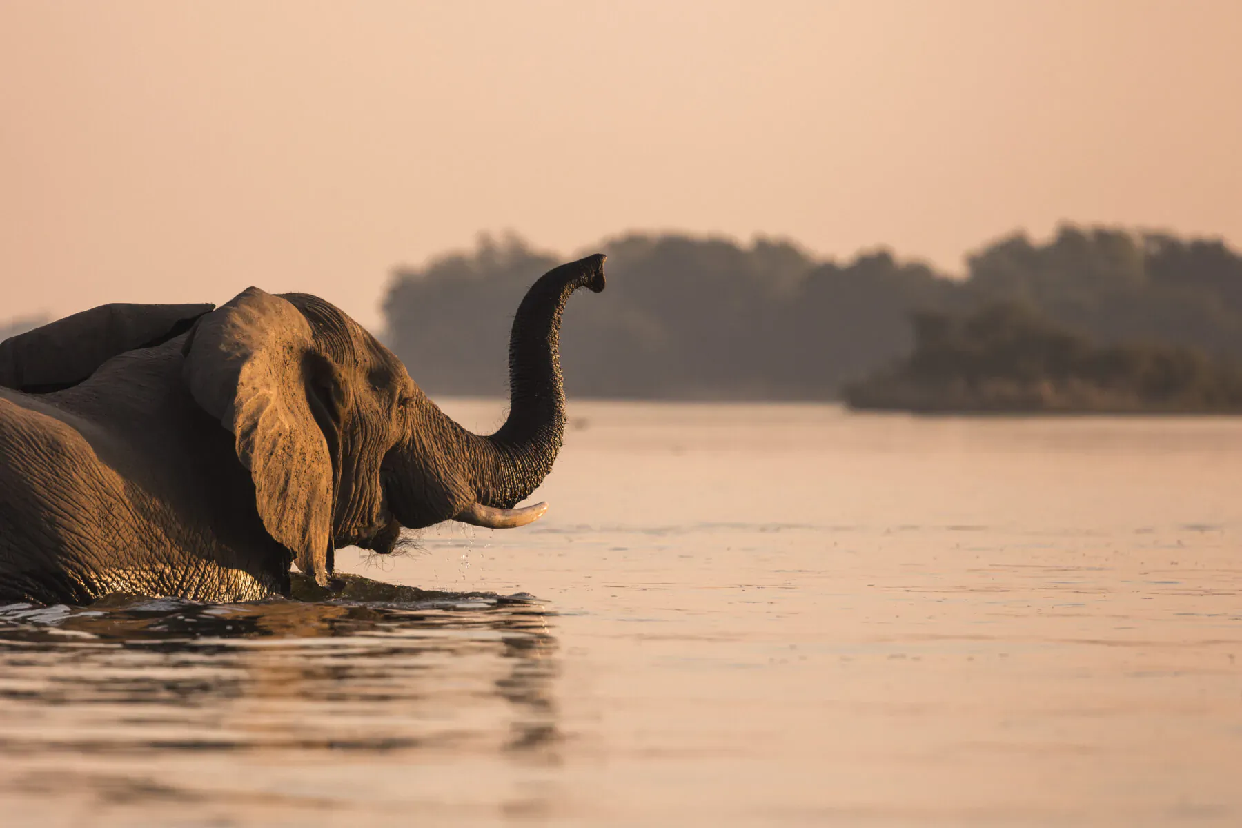 African elephant swimming in calm river at sunset with distant trees and island.