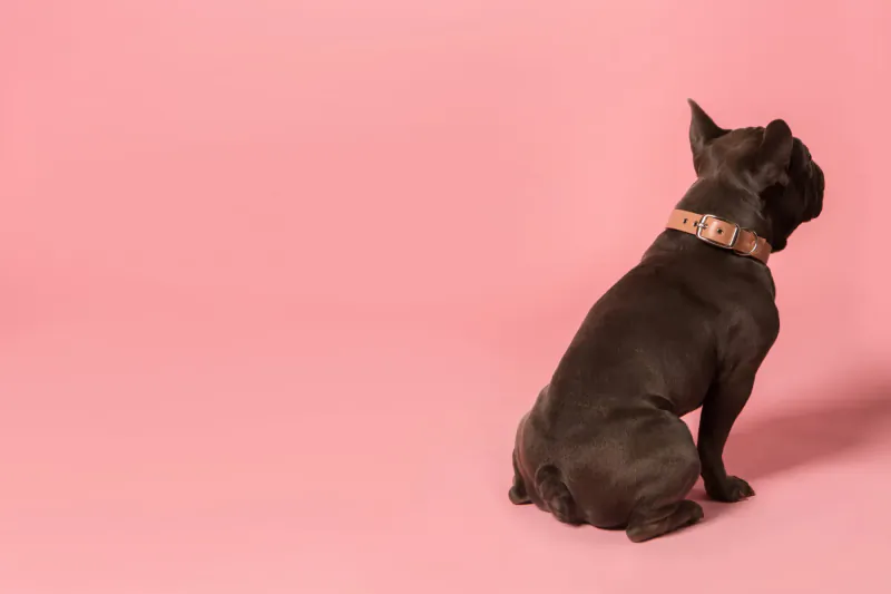 Black French Bulldog sitting sideways, wearing tan collar, on pink background