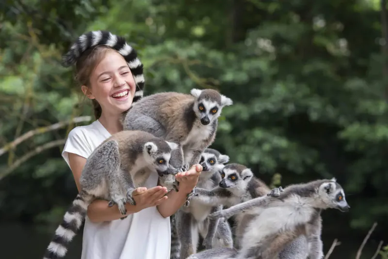 Smiling girl with lemur hat holding and surrounded by ring-tailed lemurs in lush safari setting