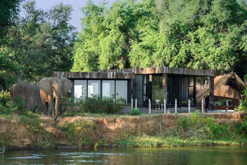 Elephant stands by modern wooden lodge with large windows on riverbank amid lush greenery, Lavish Lolebezi luxury safari Zambia