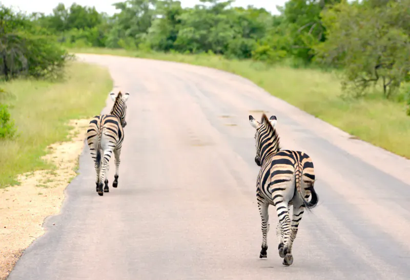 Two zebras walking down a curving road through grassy bushveld in Kruger National Park