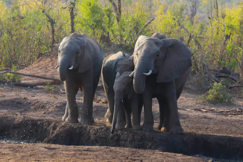 Family of elephants standing by a watering hole in Zimbabwe bushveld