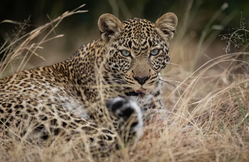 Leopard lying alertly in tall dry savanna grass, intense green eyes gazing forward