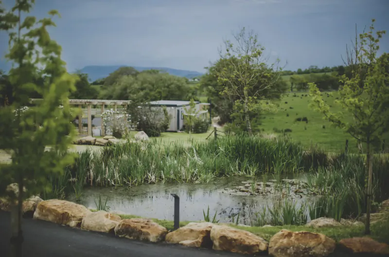 Serene pond with lily pads, reeds, trees, stone walls, and hills at Everything Retreat, Ribble Valley.