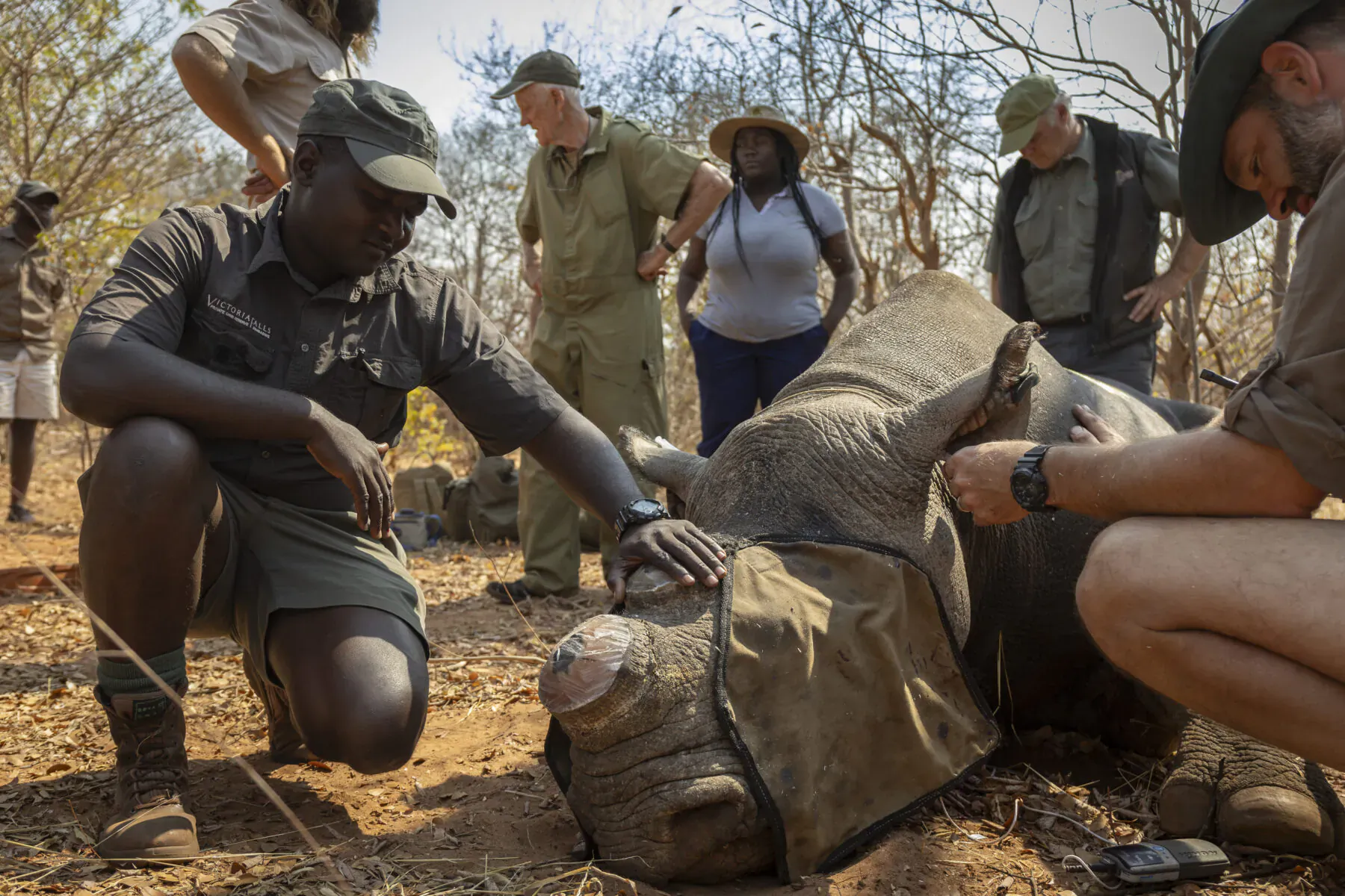 Black rangers and staff kneel around a sedated black rhino on savanna, gently caring for it during conservation.