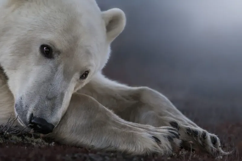 Close-up of a polar bear lying down with thoughtful expression on snowy ground, Remembering Bears gallery.