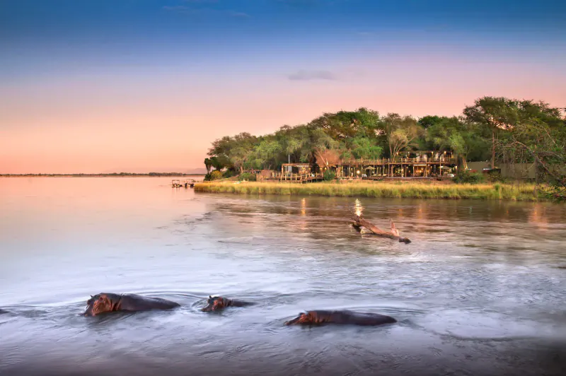 Hippos swimming in river at sunset before Lavish Lolebezi lodge in lush Zambian safari setting.