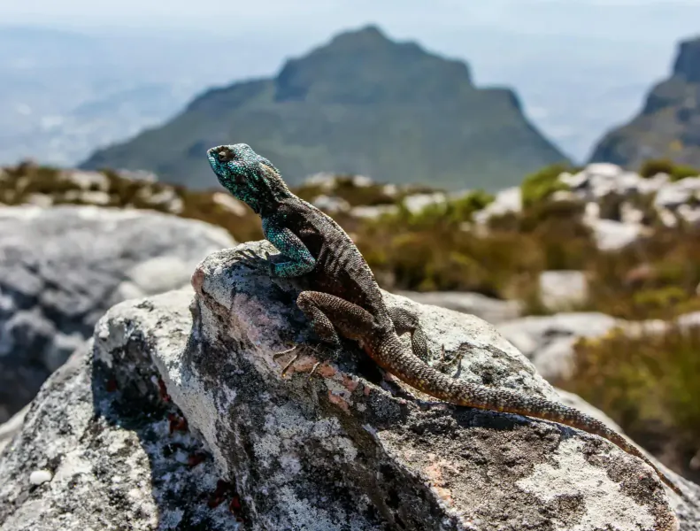 Blue-throated agama lizard perched on rocky outcrop with Table Mountain peaks and fynbos in background