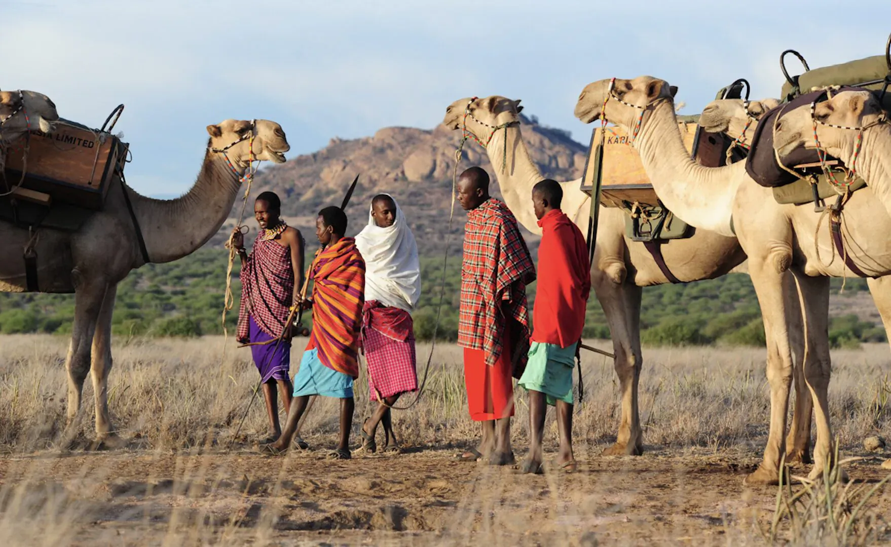 Maasai people in colorful shukas with loaded camels on a walking safari in Kenya's Laikipia plains