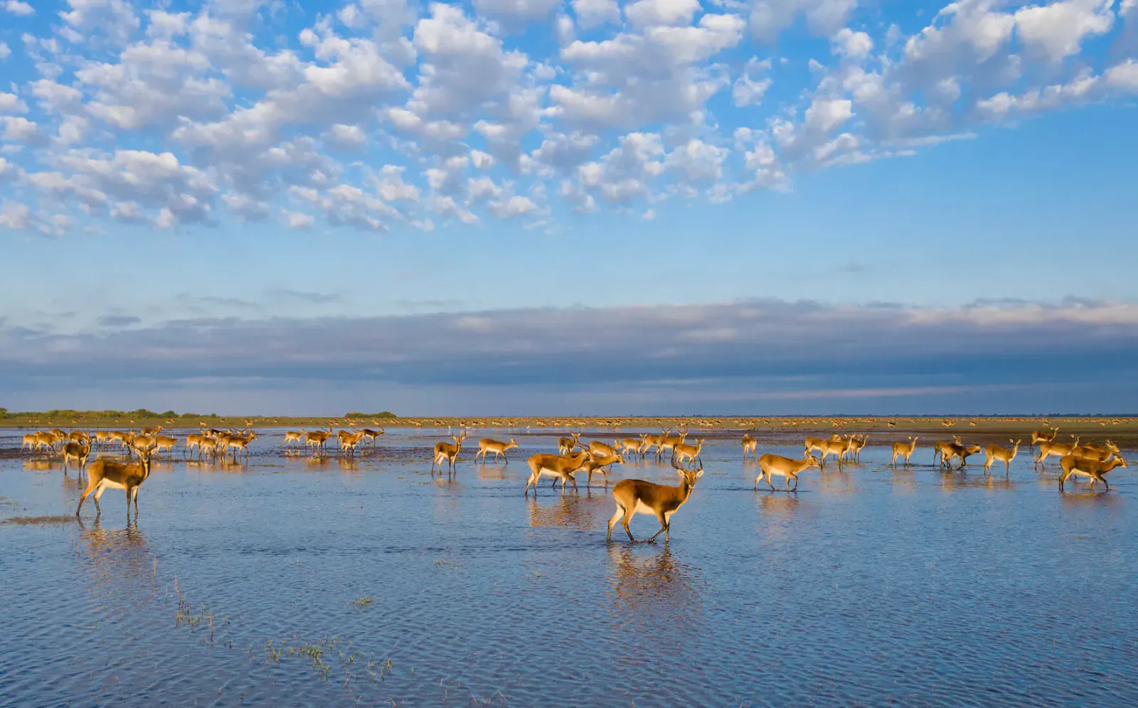 Herd of black-faced impala grazing in shallow wetlands of Bangweulu under partly cloudy sky