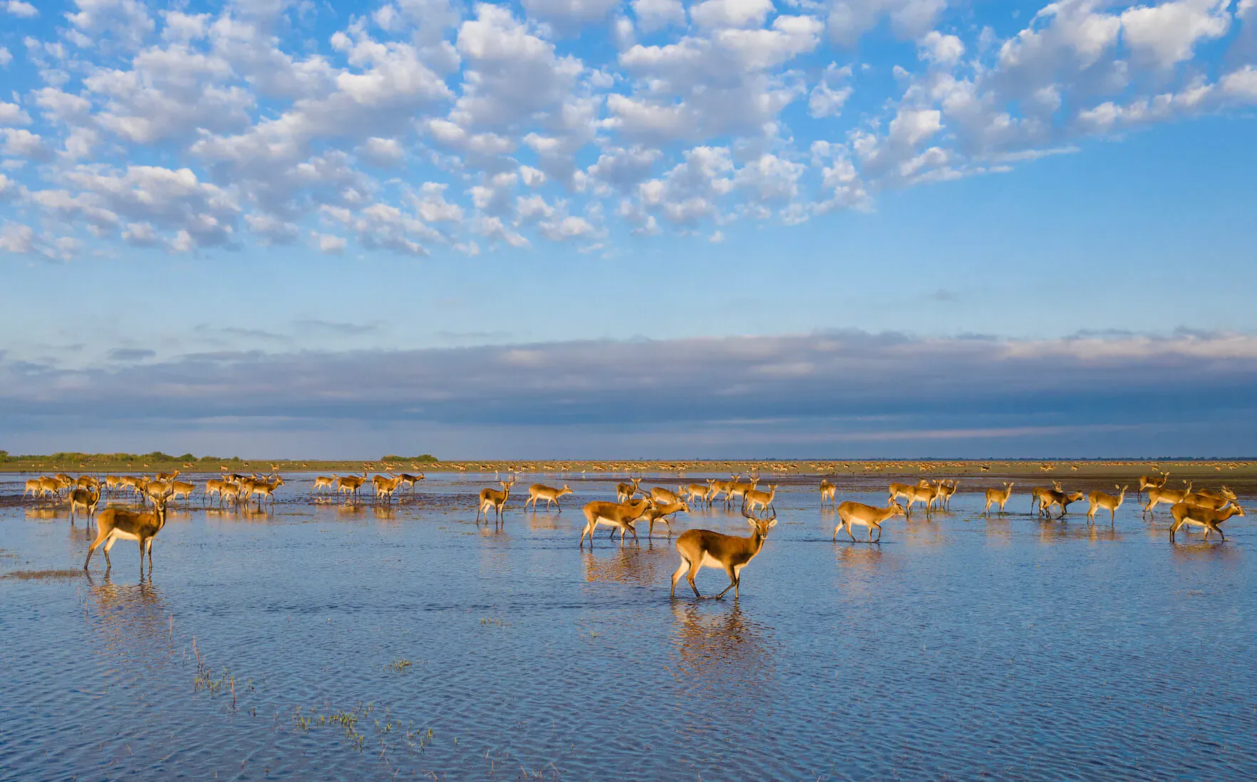 Herd of black-faced impala grazing in shallow wetlands of Bangweulu under partly cloudy sky