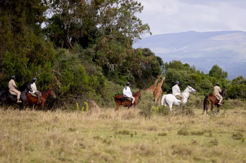 Riders on horses and a white horse near giraffes in grassy savanna with trees and Mount Kenya in background