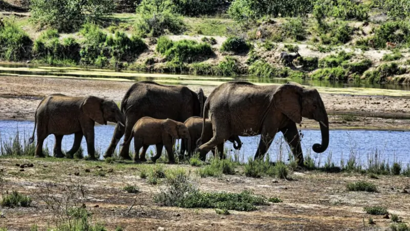 Herd of elephants with calves walking along a shallow riverbank in lush bushveld