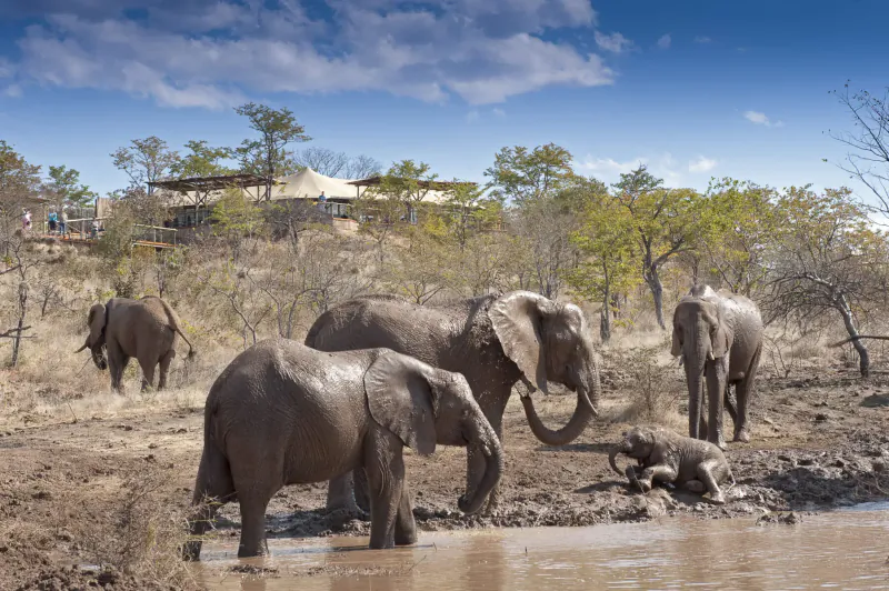 Herd of elephants drinking and playing at a muddy waterhole near luxury canvas lodge in Zimbabwe savanna.