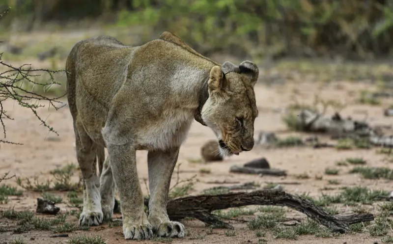 Lioness crouching low in Waterberg savanna, head lowered intently amid dry grass and rocks