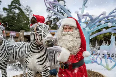 Santa Claus smiling with two zebras wearing Santa hats amid snowy Christmas decorations at safari park