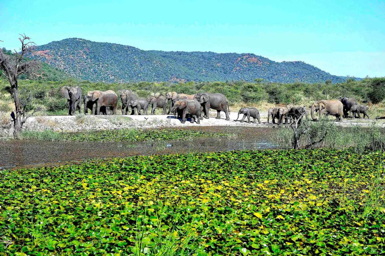 Herd of elephants gathered at a lush green watering hole with mountains in the background at Tau Game Lodge.