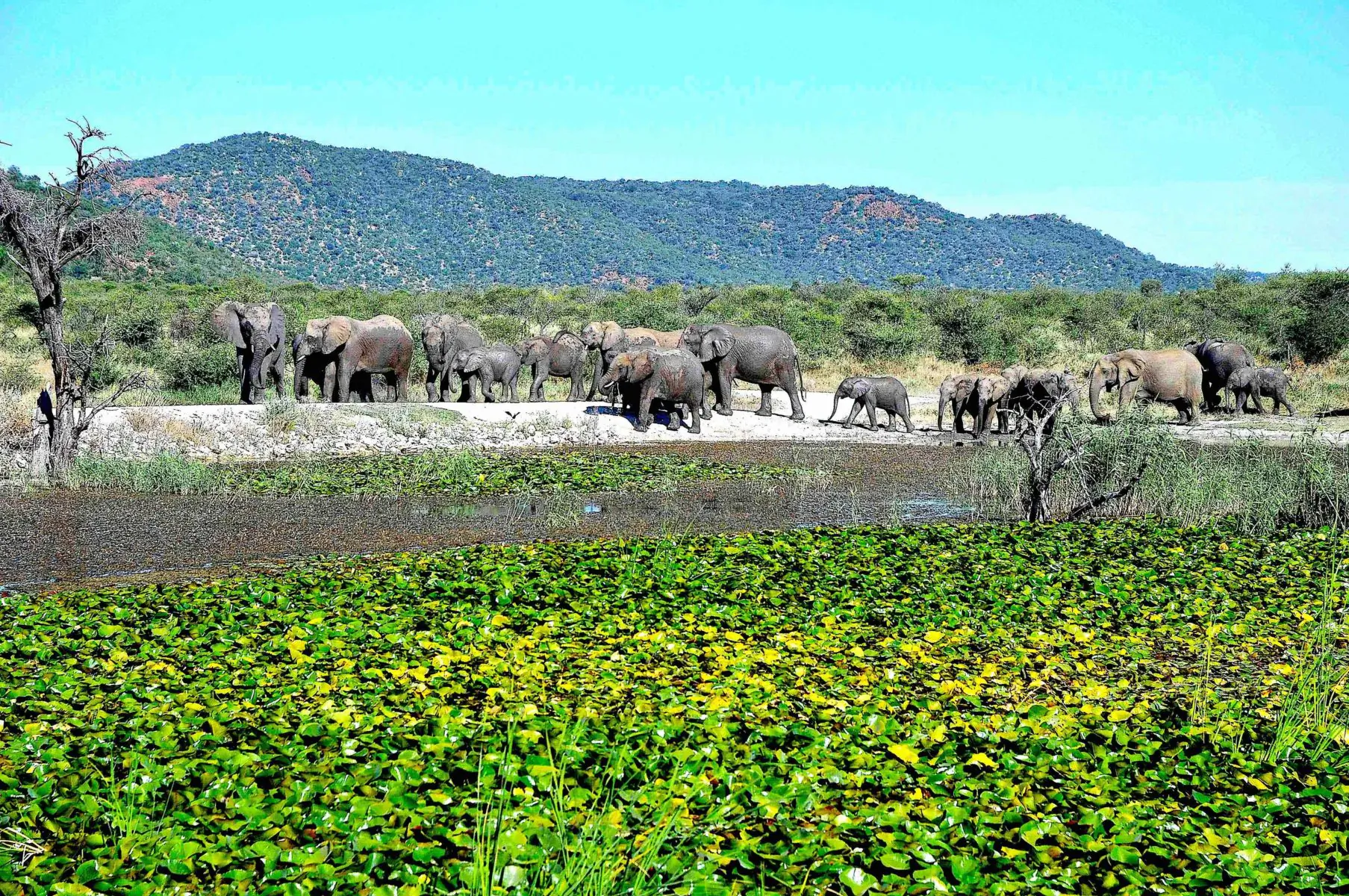 Herd of elephants gathered at a lush green watering hole with mountains in the background at Tau Game Lodge.