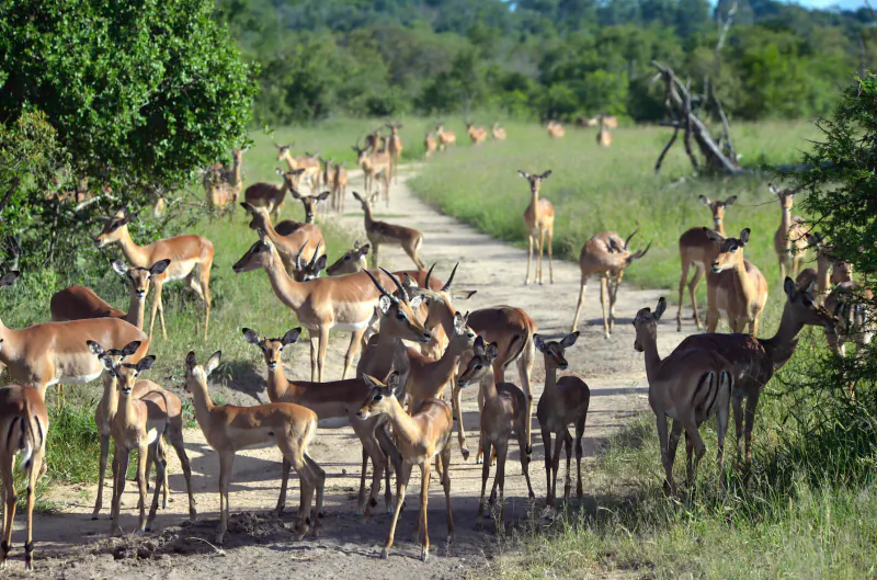 Herd of impala antelopes walking along a dirt path in Kruger National Park's lush green savanna.
