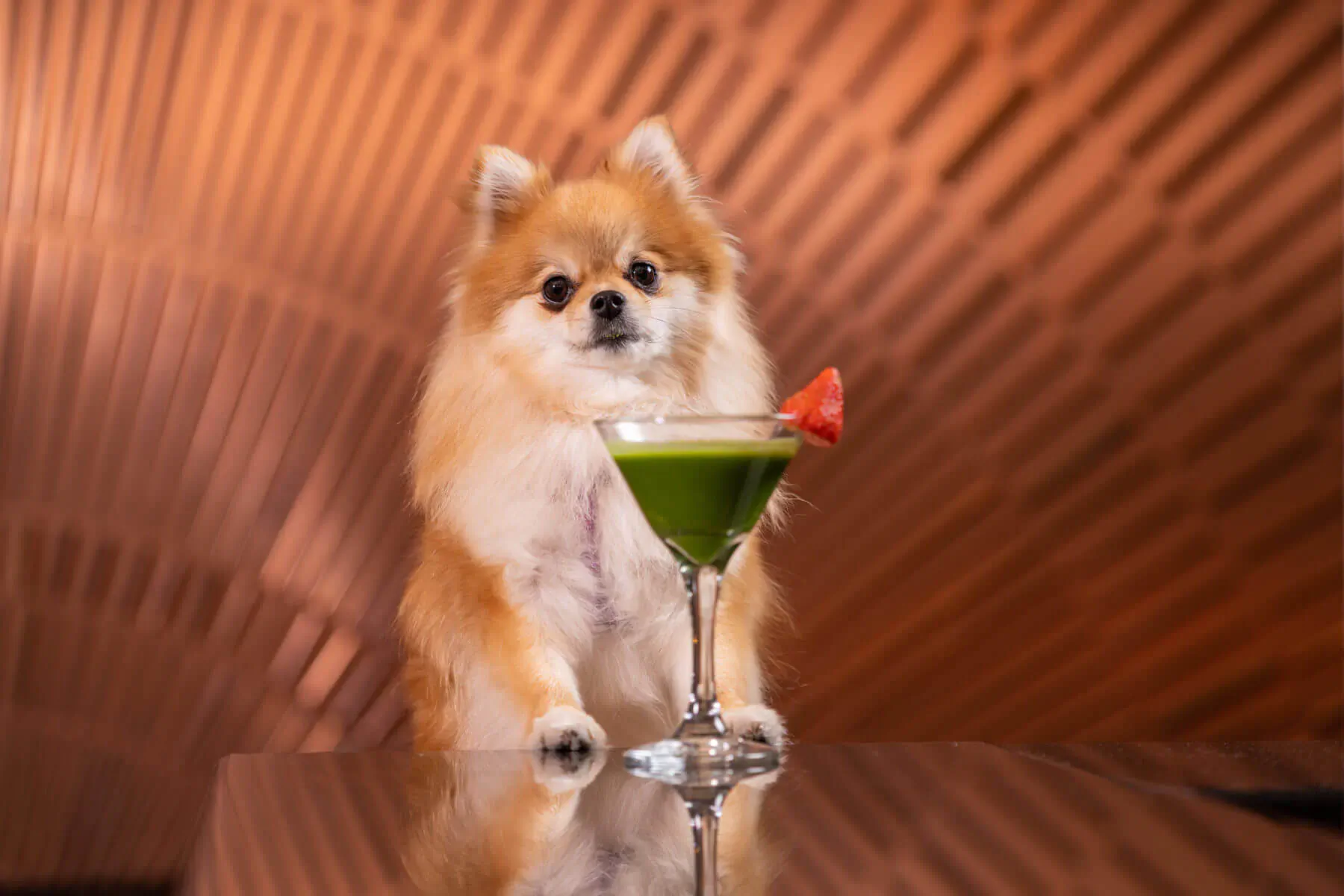 Pomeranian dog holding green cocktail with strawberry garnish in martini glass, on table with warm wood wall background