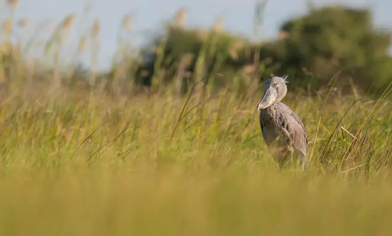 Shoebill stork standing in lush green reeds of Bangweulu wetlands