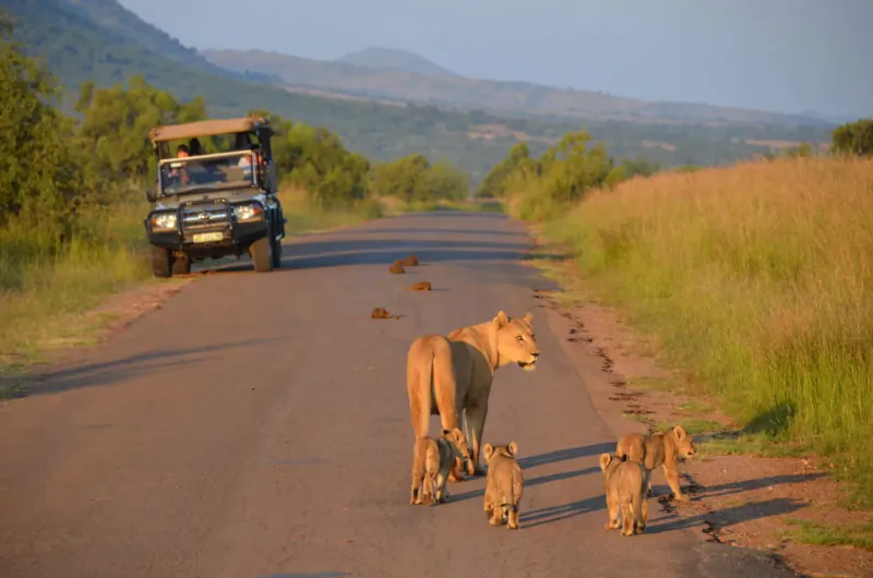 Lioness and four cubs walking on dirt road near safari vehicle in grassy savanna with hills