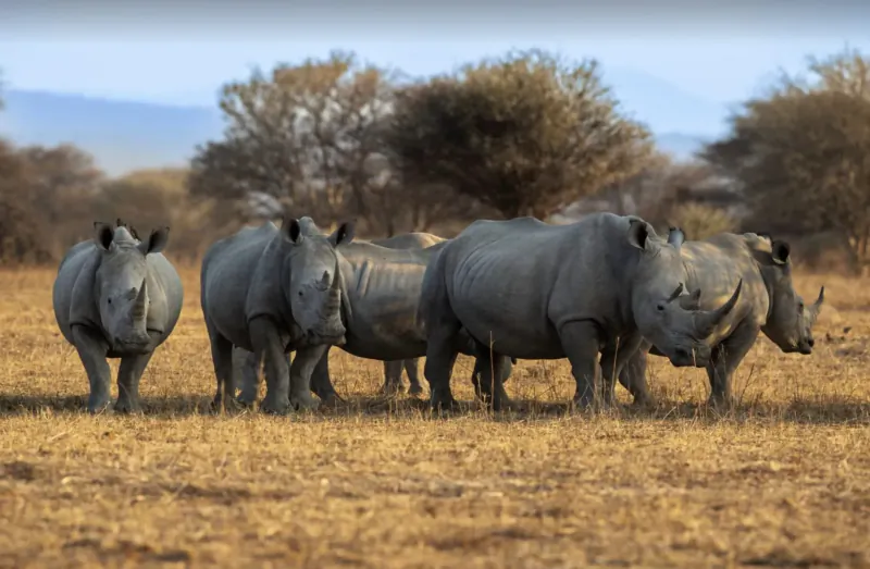 Group of white rhinos standing together on golden grasslands with acacia trees and mountains in African savanna