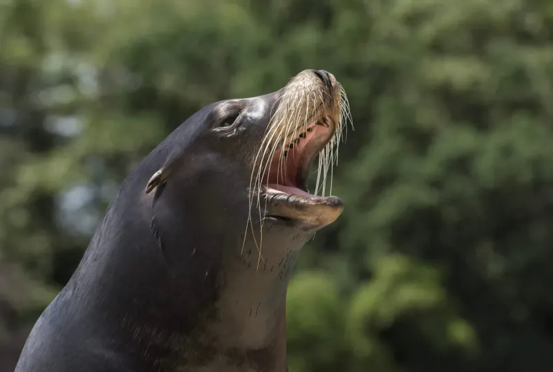 Close-up of California sea lion with mouth wide open, whiskers visible, against green background