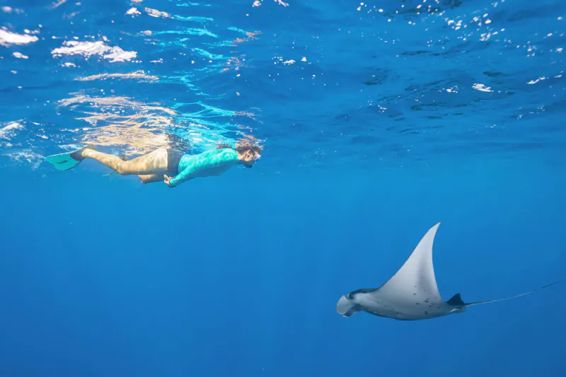 Snorkeler in teal gear swims with majestic manta ray in clear blue Seychelles waters