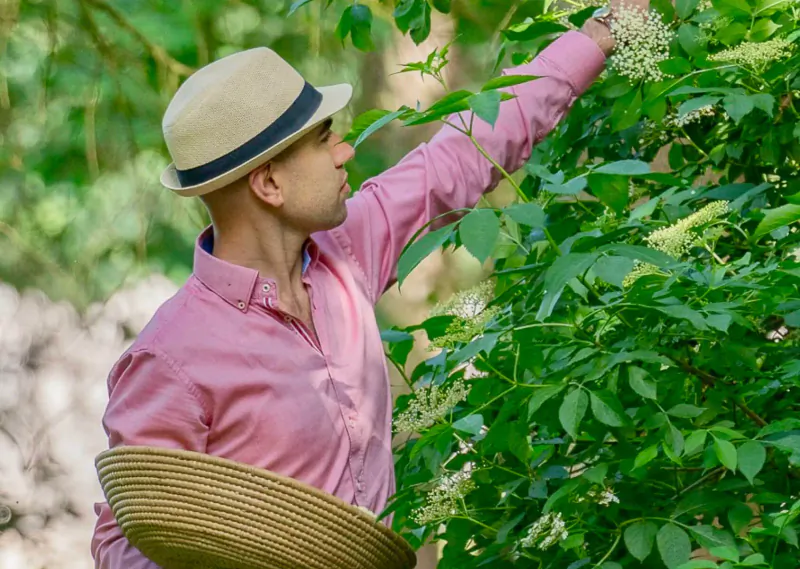 Man in beige hat and pink shirt reaches for elderflower clusters in lush green bushes, holding a straw basket