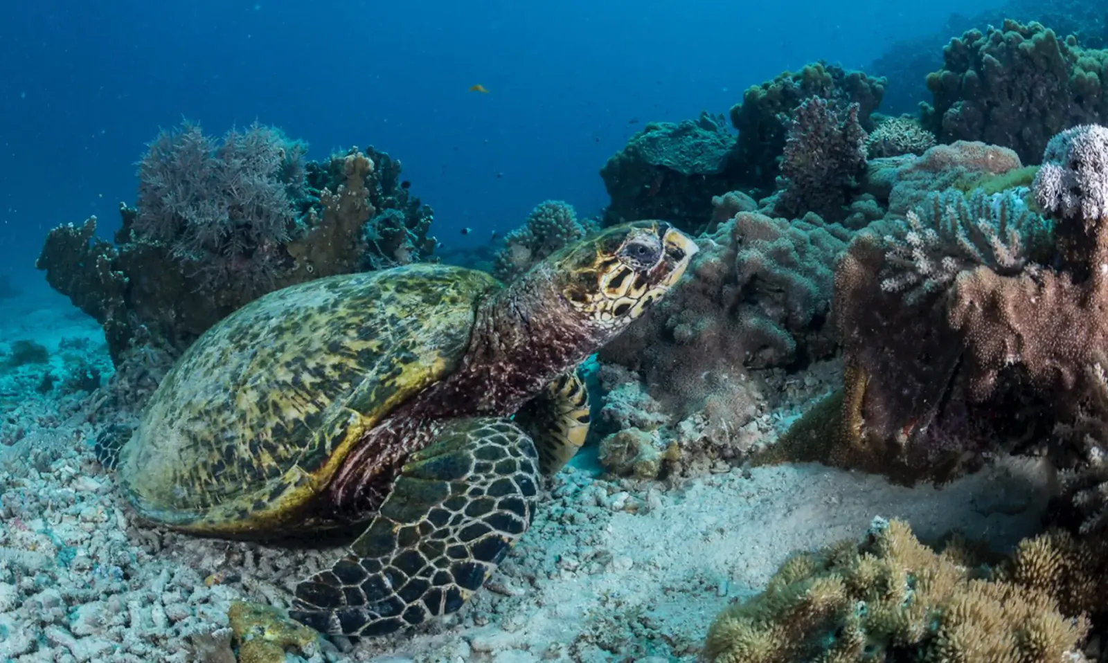 Green sea turtle swimming over coral reef in clear blue waters of Kisite-Mpunguti Marine Park