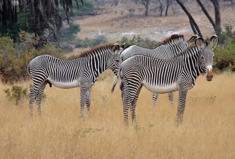 Group of zebras standing in dry African savanna grassland with acacia trees.