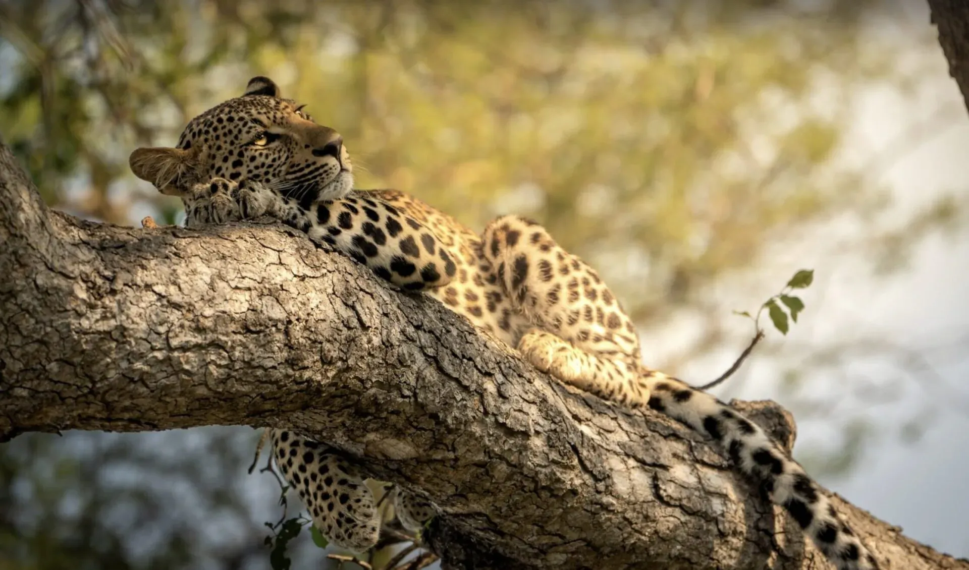Leopard lounging relaxed on a tree branch in lush savanna at Monwana Game Lodge, Greater Kruger.