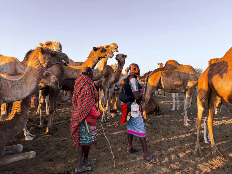 Maasai man and woman in traditional attire stand among a herd of camels at Tumaren Camp during golden hour.