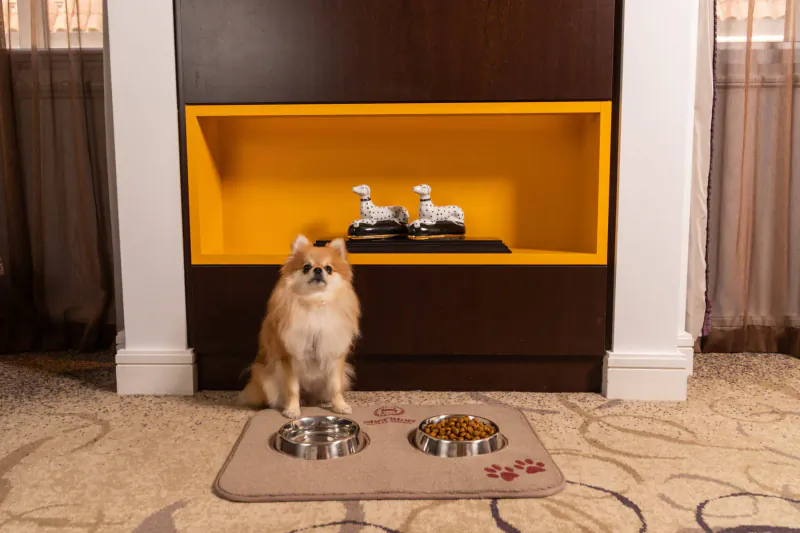 Pomeranian dog standing by two food bowls on a mat in a Sheraton hotel room with sheep figurines on yellow shelf.