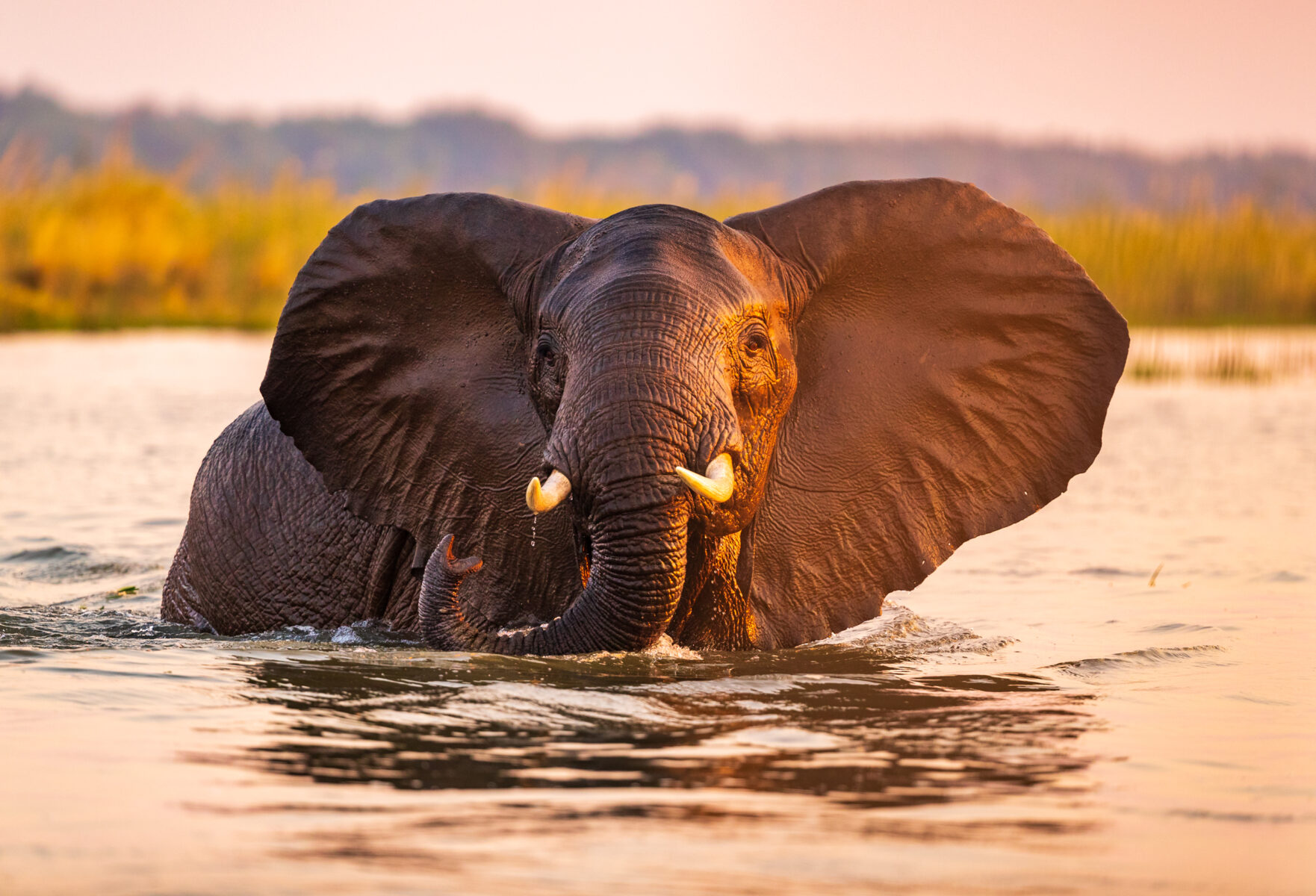 LUXURIA LIFESTYLE MAGAZINE WELCOMES GO2AFRICA - CURATING UNFORGETTABLE NATURE- BASED AFRICAN SAFARIS