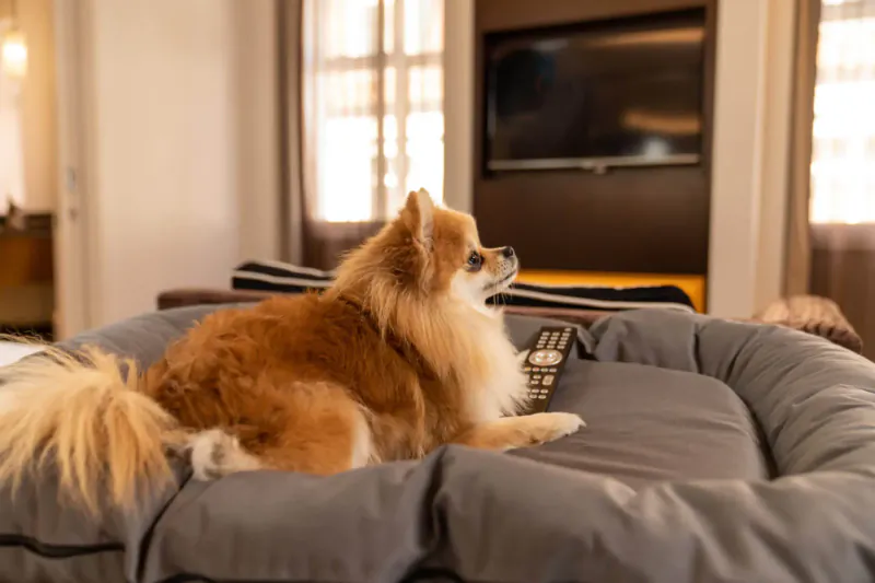 Fluffy red Pomeranian lounging on gray round dog bed in elegant Sheraton hotel room with TV.
