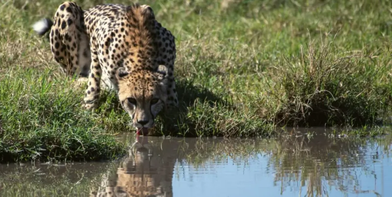 Cheetah drinking from a shallow pool in grassy savanna, reflection visible in water.