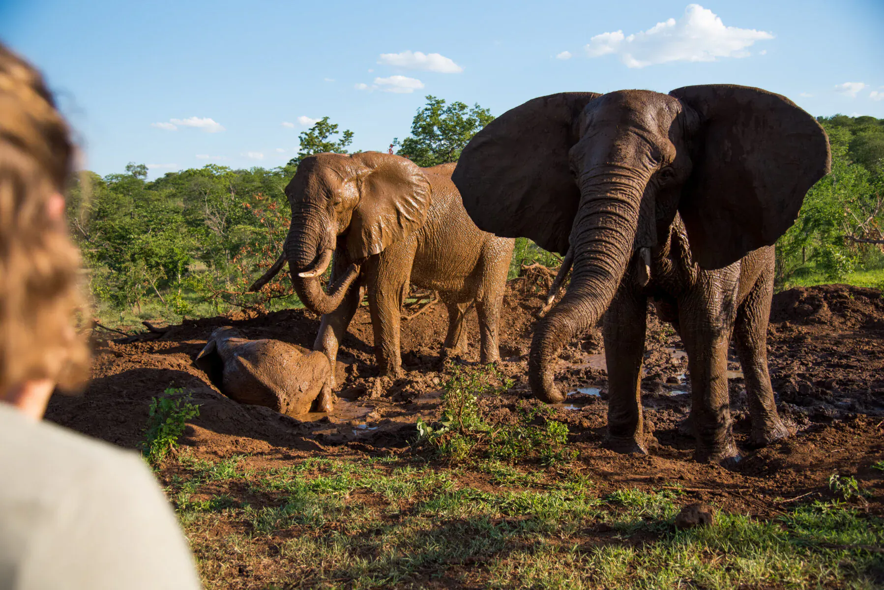 Herd of elephants playing in muddy waterhole at Zimbabwe bush camp, viewed from lodge deck