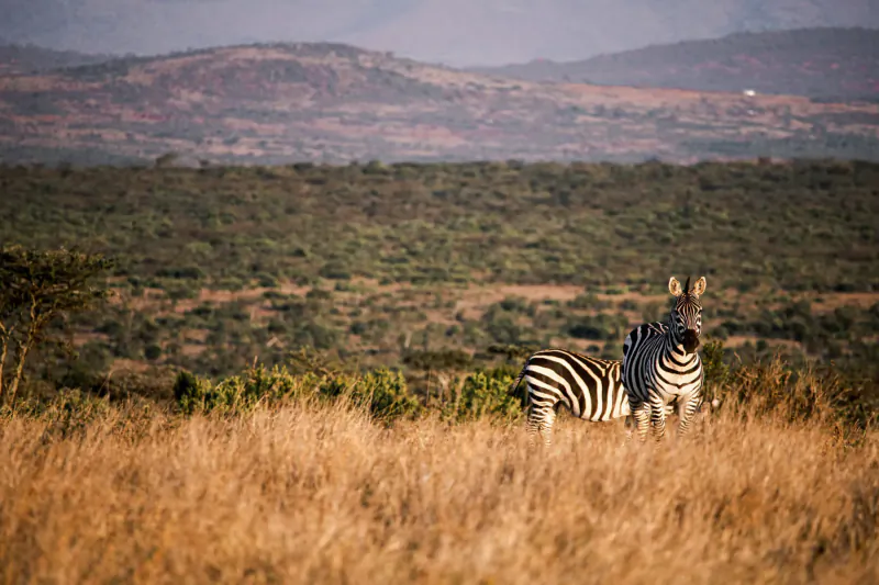 Zebra standing alert in tall golden grass with acacia bushes and distant purple hills in African savanna