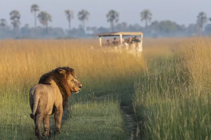 Lion walking in golden savanna grass toward safari vehicle with tourists, palm trees in background.