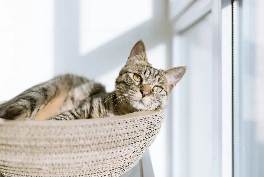 Tabby kitten lounging relaxed in woven basket by sunlit window.