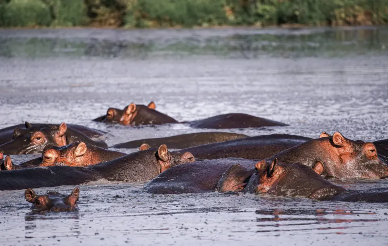 Group of hippos swimming and lounging in a calm river in Kenya, surrounded by green vegetation.